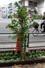 青山キラー通りの花壇